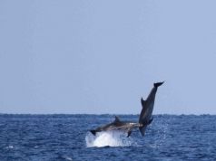 Dolphins jumping off Rome's coast