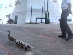 Rome traffic police guide ducklings to safety