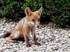 Fox cubs in Villa Pamphilj