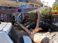 Huge pine tree falls in Garbatella area of Rome