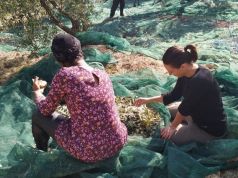 Olive oil production in Molise helps fight violence against women