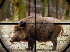 Wild boar trapped on Rome nature reserves sold alive at auction