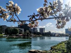 Spring cherry blossoms at EUR lake in Rome