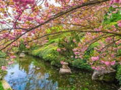 Hanami: Rome's Botanic Garden celebrates the beauty of spring cherry blossoms