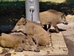 Urban zoo: Rome's wild animals take back the city