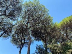 Rome's pine trees are dying as time runs out to save city skyline