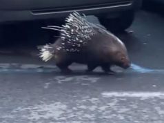 Rome police rescue porcupine from street near Vatican