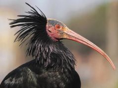 Italy poacher shoots rare ibis that made its nest in Rome
