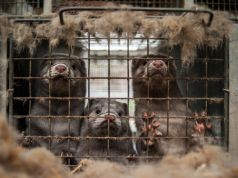 Italy moves to ban fur farming