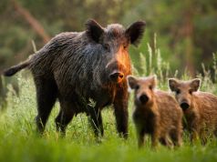 Italy set for wild boar cull amid swine fever fears in Rome