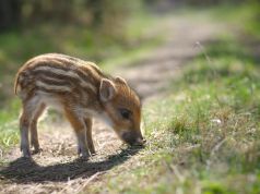 Swine fever: Wild boar piglet found decapitated in Rome park