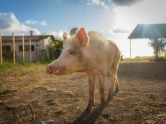 Calls for pigs in Rome sanctuary to be spared from swine fever cull