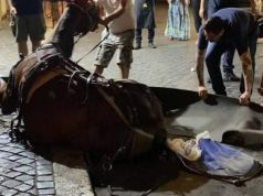 Rome: Horse collapses in front of Trevi Fountain