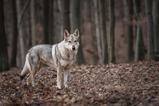 Italy's wolf population rises to 3,300