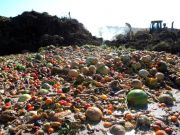 FAO says world wastes one third of food