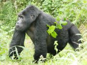 Gorilla trekking safari to Uganda