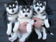 Adorabili cuccioli siberian husky per l'adozione