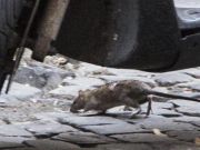 Rat emergency in Rome