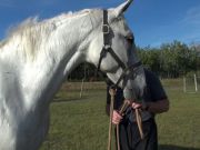 Andalusian gelding not for sale. Needing a new family capable of taking care to take him