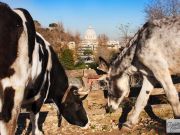 La Fattorietta: Rome's farm for kids