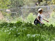 Rome uncovers absenteeism among city gardeners