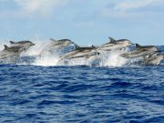 Group of 25 dolphins seen off Rome coast