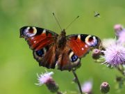 Guide to the butterflies of Rome