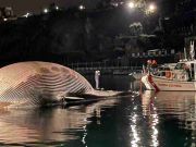 Italy: Huge dead whale found off Sorrento coast