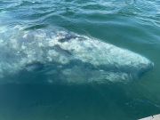 Grey whale pays extremely rare visit to Italy