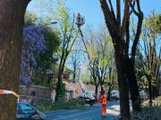Rome environmental groups slam tree pruning in nesting season
