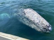 Wally the grey whale continues rare tour of Italy