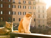 What will happen to Rome's cats at Largo Argentina?