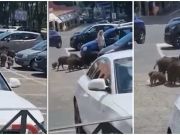Wild boar steal woman's groceries outside supermarket near Rome