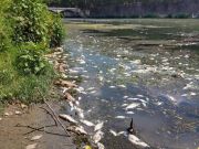 Hundreds of dead fish wash up in Rome's river Tiber