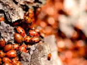 Can ladybirds save Rome's pine trees from killer parasite?