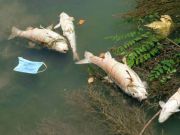 Why is Rome's river Tiber full of dead fish?