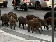 Cinghiali: Wild boar invade Rome streets