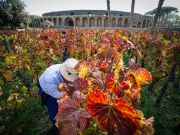 Pompeii grape harvest amid ancient Roman ruins