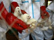 Italy reports bird flu outbreak near Rome