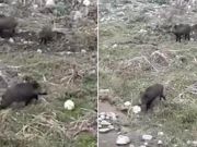 Wild boar in Italy filmed playing football