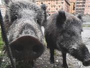 Swine fever: Rome bans picnics and seals off bins in wild boar ‘red zone’