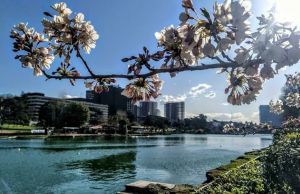 Spring cherry blossoms at EUR lake in Rome