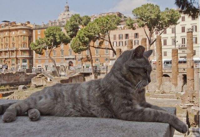 Rome's cat sanctuary - Wanted in Rome Rome's cat sanctuary - Wanted in Rome