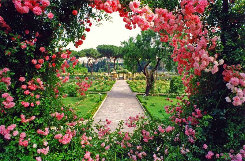 Image result for rose garden