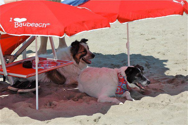 Bau Beach - Rome's beach designated exclusively for dogs