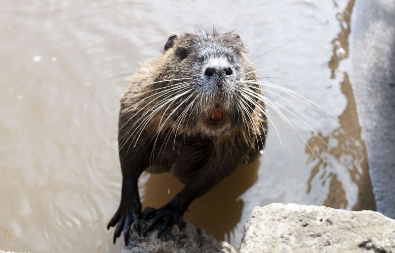 Nutria: Rome's giant river rodent - Wanted in Rome Nutria: Rome's giant river rodent - Wanted in Rome