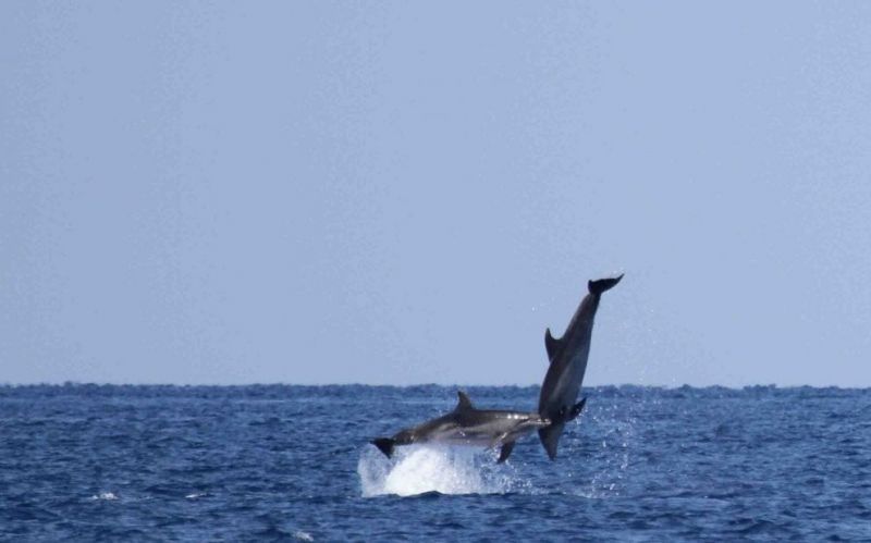 Dolphins jumping off Rome's coast - Wanted in Rome