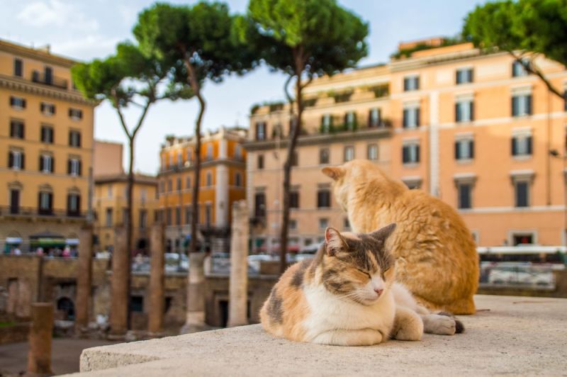 How to help Torre Argentina cat sanctuary