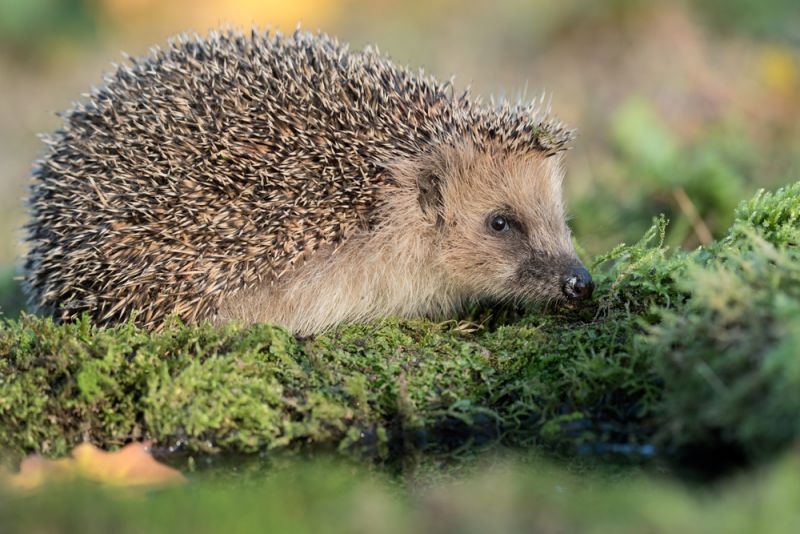 Wild Animals Roam Free Among Roman Ruins Wanted In Rome