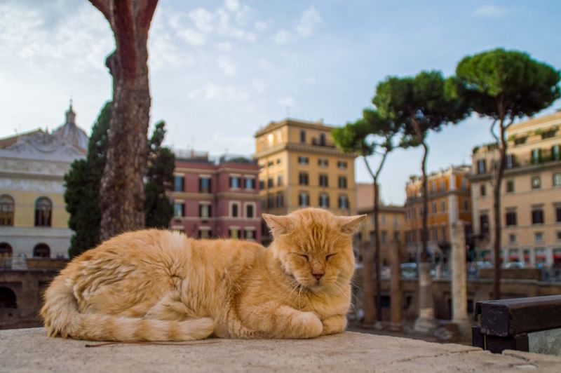 Rome's cat sanctuary among the ruins - Wanted in Rome
